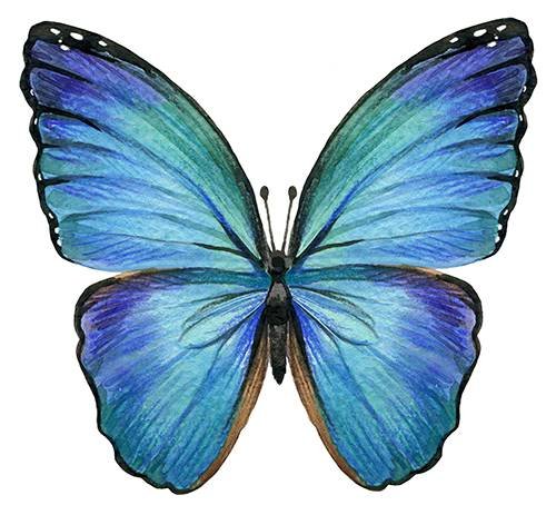 Serviette blauer Schmetterling von Fasana